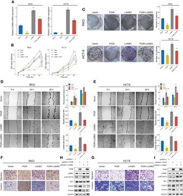 Corrigendum: Polymeric immunoglobulin receptor suppresses colorectal cancer through the AKT-FOXO3/4 axis by downregulating LAMB3 expression